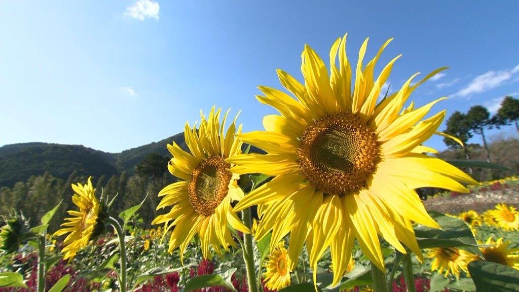 “秋のひまわり”は必見！グルメも充実！佐賀・みやき町で週末を楽しみます！