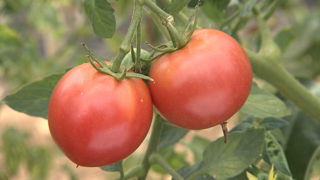 野菜ソムリエが認めた「絶品トマト」！トマトを使ったスイーツやお酒を紹介します！