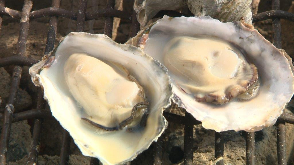 竹崎カニに竹崎牡蠣！そしてソーセージにみかん！佐賀・太良町でいろいろ食べてみた！